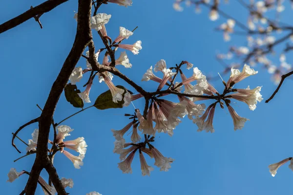 Marilia Belediyesinde Seçici Odaklı Ipes Beyaz Ağaç Çiçek Koruluğu — Stok fotoğraf