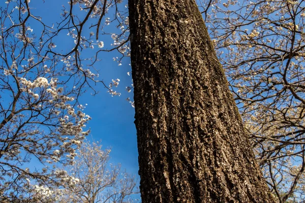 Ipes White Tree Flowing Grove Вибірковим Акцентом Муніципалітеті Марілія — стокове фото