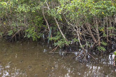 Brezilya 'da deniz kenarındaki Mangrove ağaçları