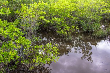 Brezilya 'da deniz kenarındaki Mangrove ağaçları