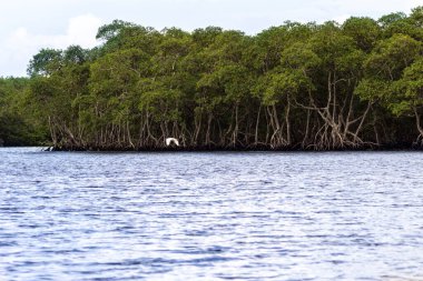 Brezilya 'da deniz kenarındaki Mangrove ağaçları