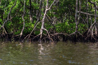Brezilya 'da deniz kenarındaki Mangrove ağaçları