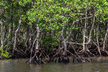Brezilya 'da deniz kenarındaki Mangrove ağaçları
