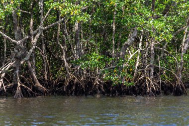 Brezilya 'da deniz kenarındaki Mangrove ağaçları
