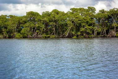 Brezilya 'da deniz kenarındaki Mangrove ağaçları