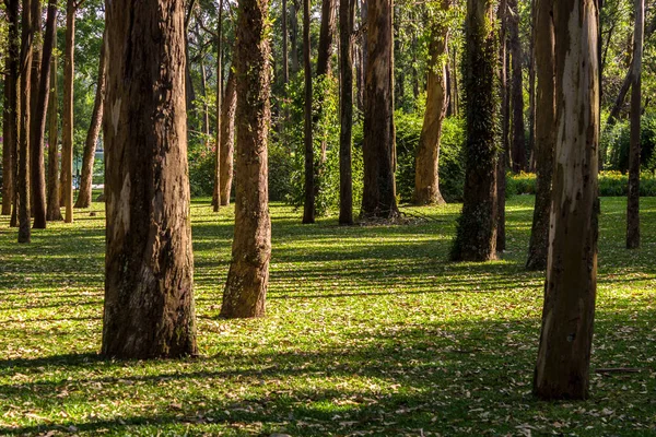 Трава Сухие Опавшие Листья Стволы Эвкалипта Парке Бразилии — стоковое фото