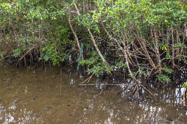 Mangrovenbäume Meer Brasilien — Stockfoto