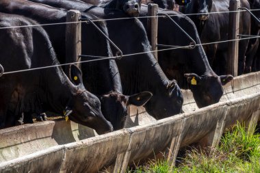 Brezilya 'da bir sığır çiftliğinin beslenme alanında bulunan Aberdeen Angus sürüsü