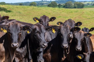 Brezilya 'da bir sığır çiftliğinin çayır bölgesinde Aberdeen Angus sürüsü.