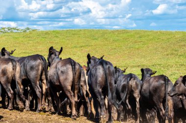 Brezilya 'da bir sığır çiftliğinin çayır bölgesinde Aberdeen Angus sürüsü.