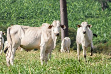 Brezilya 'da bir sığır çiftliğinin çayır bölgesinde zebu Nellore hayvanları sürüsü.
