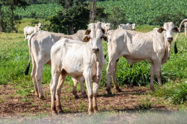 Brezilya 'da bir sığır çiftliğinin çayır bölgesinde zebu Nellore hayvanları sürüsü.