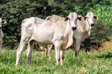 Brezilya 'da bir sığır çiftliğinin çayır bölgesinde zebu Nellore hayvanları sürüsü.