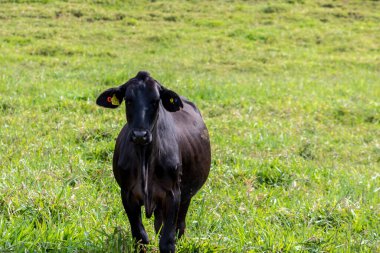 Brezilya 'da bir sığır çiftliğinin çayır bölgesinde Aberdeen Angus sürüsü.