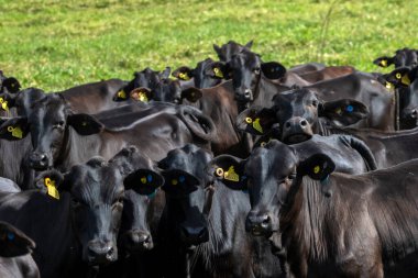 Brezilya 'da bir sığır çiftliğinin çayır bölgesinde Aberdeen Angus sürüsü.