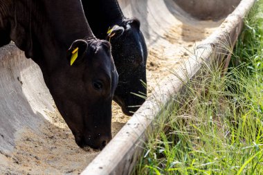 Brezilya 'da bir sığır çiftliğinin beslenme alanında bulunan Aberdeen Angus sürüsü