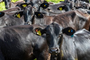 Brezilya 'da bir sığır çiftliğinin çayır bölgesinde Aberdeen Angus sürüsü.