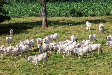 Brezilya 'da bir sığır çiftliğinin çayır bölgesinde zebu Nellore hayvanları sürüsü.