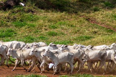 Brezilya 'da bir sığır çiftliğinin çayır bölgesinde zebu Nellore hayvanları sürüsü.