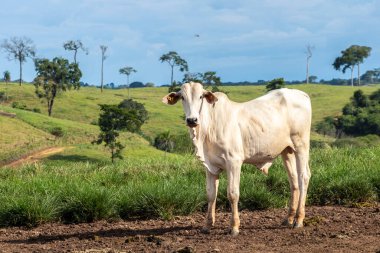 Brezilya 'da bir sığır çiftliğinin çayır bölgesinde zebu Nellore hayvanları sürüsü.