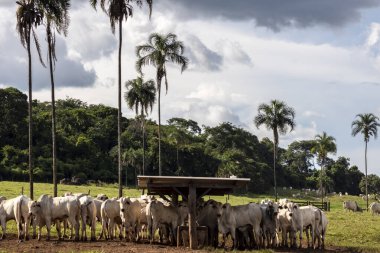 Brezilya 'da bir sığır çiftliğinin beslenme alanındaki zebu Nellore hayvanları sürüsü