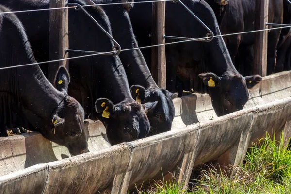 Manada Animais Aberdeen Angus Uma Área Alimentação Uma Fazenda Bovinos — Fotografia de Stock