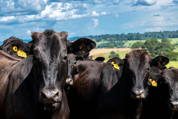 ブラジルの牛牧場の牧草地にあるアバディーン アンガスの動物の群れ — ストック写真