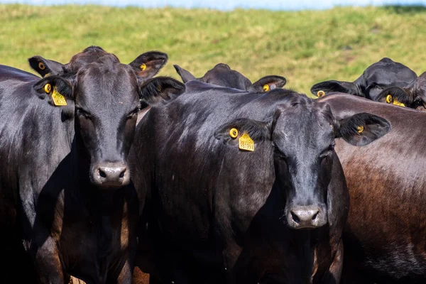 Rebanho Aberdeen Angus Área Pastagem Uma Fazenda Bovinos Corte Brasil — Fotografia de Stock