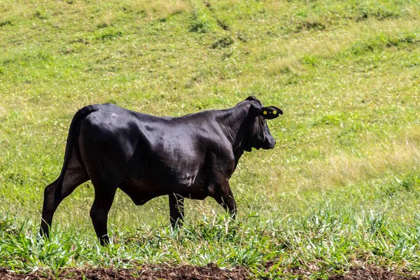 Aberdeen Angus Állatok Csordája Egy Brazíliai Marhatartó Gazdaság Legelőjén — Stock Fotó