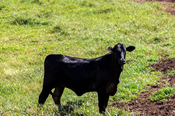 Rebaño Animales Aberdeen Angus Zona Pastoreo Una Granja Ganado Vacuno —  Fotos de Stock