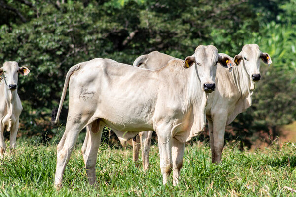 Стадо зебу Неллор животных на пастбище на мясной ферме в Бразилии