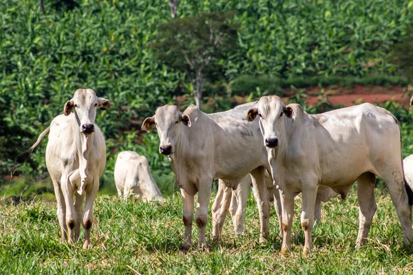 Rebanho Zebu Nelore Área Pastagem Uma Fazenda Bovinos Corte Brasil — Fotografia de Stock