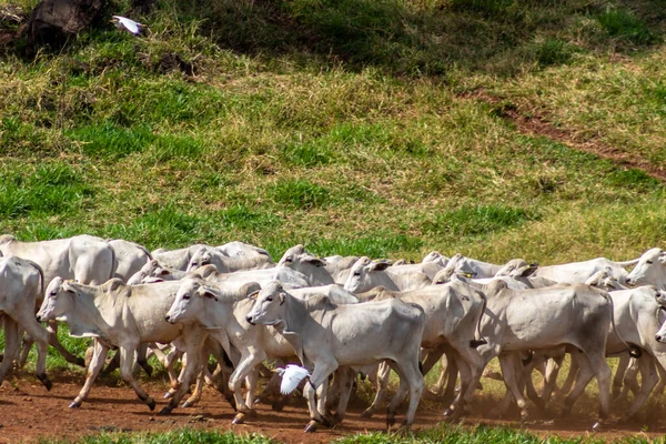 Rebanho Zebu Nelore Área Pastagem Uma Fazenda Bovinos Corte Brasil — Fotografia de Stock