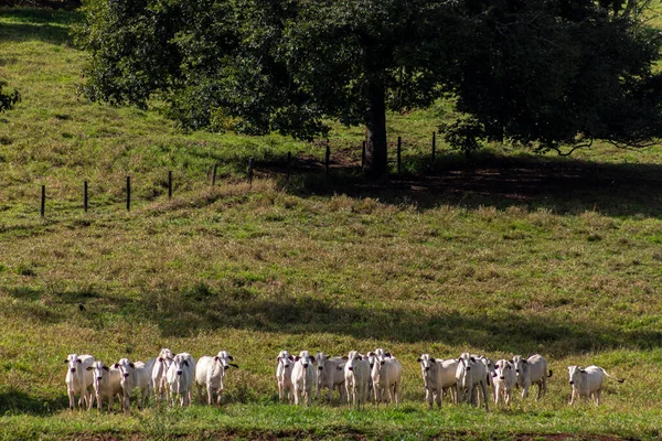 Besättning Zebu Nellore Djur Betesmark Nötkreatursgård Brasilien — Stockfoto