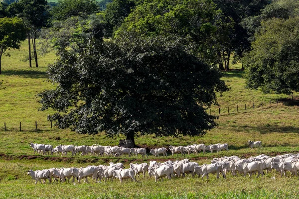 Zebu Nellore Állatállomány Egy Brazíliai Marhatartó Gazdaság Legelőjén — Stock Fotó