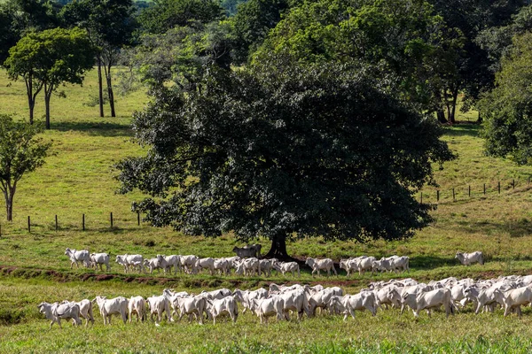 Rebaño Animales Zebú Nellore Una Zona Pastoreo Una Granja Ganado —  Fotos de Stock