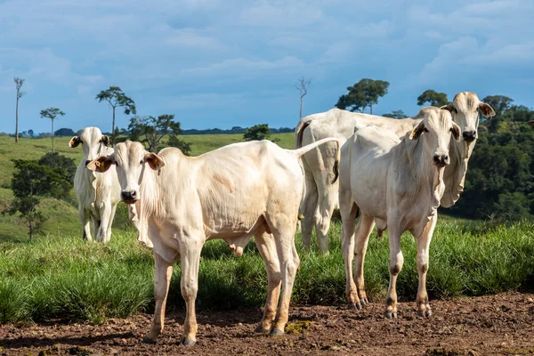 Besättning Zebu Nellore Djur Betesmark Nötkreatursgård Brasilien — Stockfoto