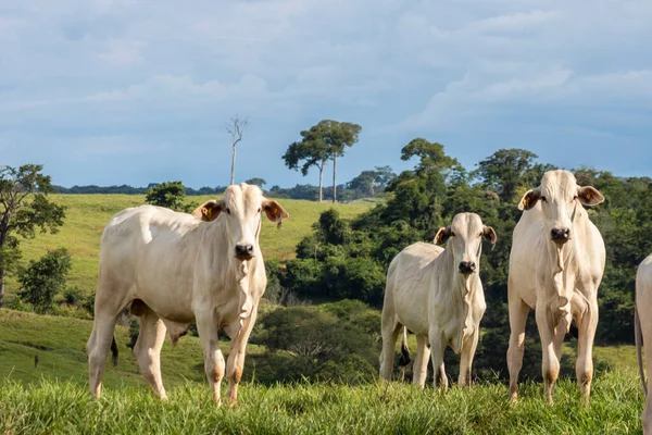 브라질의 쇠고기 목초지에 동물들의 — 스톡 사진