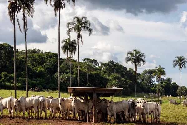 Rebaño Animales Zebú Nellore Una Zona Alimentación Una Granja Ganado —  Fotos de Stock