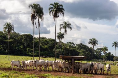 Brezilya 'da bir sığır çiftliğinin beslenme alanındaki zebu Nellore hayvanları sürüsü