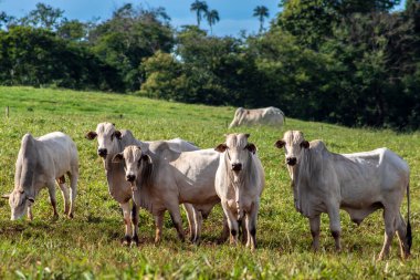 Brezilya 'da bir sığır çiftliğinin çayır bölgesinde zebu Nellore hayvanları sürüsü.