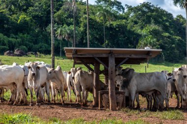 Brezilya 'da bir sığır çiftliğinin beslenme alanındaki zebu Nellore hayvanları sürüsü