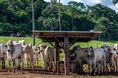 Brezilya 'da bir sığır çiftliğinin beslenme alanındaki zebu Nellore hayvanları sürüsü