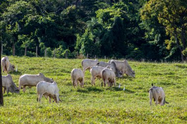 Brezilya 'da bir sığır çiftliğinin çayır bölgesinde zebu Nellore hayvanları sürüsü.