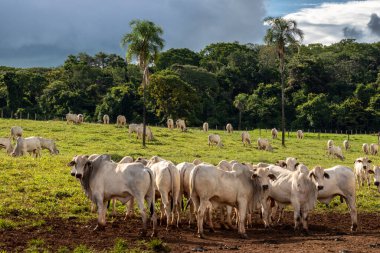 Brezilya 'da bir sığır çiftliğinin çayır bölgesinde zebu Nellore hayvanları sürüsü.