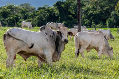 Brezilya 'da bir sığır çiftliğinin çayır bölgesinde zebu Nellore hayvanları sürüsü.