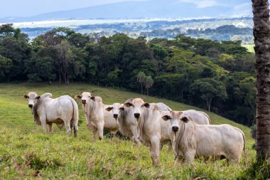Brezilya 'da bir sığır çiftliğinin çayır bölgesinde zebu Nellore hayvanları sürüsü.