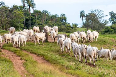 Brezilya 'da bir sığır çiftliğinin çayır bölgesinde zebu Nellore hayvanları sürüsü.