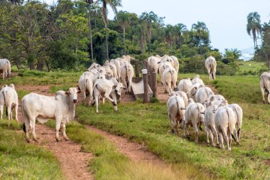 Brezilya 'da bir sığır çiftliğinin çayır bölgesinde zebu Nellore hayvanları sürüsü.