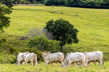 Brezilya 'da bir sığır çiftliğinin çayır bölgesinde zebu Nellore hayvanları sürüsü.